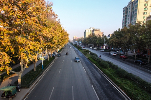 濟南市張莊路道路綠化工程